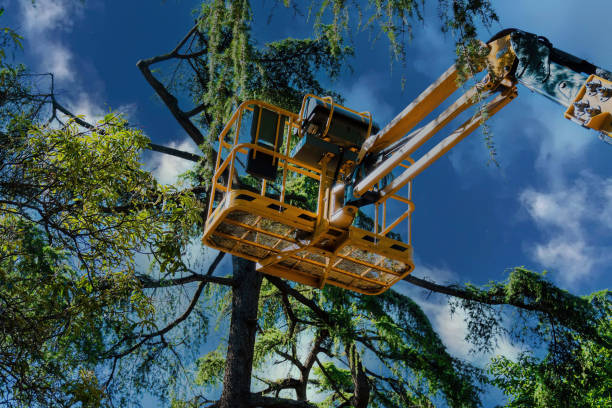 Best Commercial Tree Services  in Briar, TX