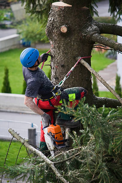  Briar, TX Tree Removal Pros