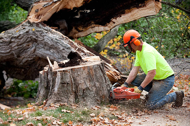 Best Tree Maintenance Programs  in Briar, TX