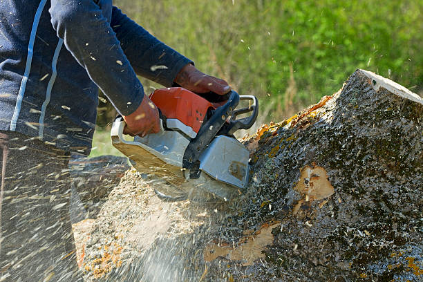 Best Seasonal Cleanup (Spring/Fall)  in Briar, TX