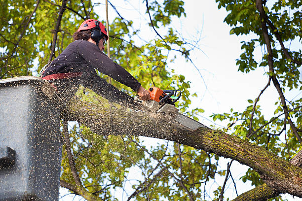 Best Tree Mulching  in Briar, TX